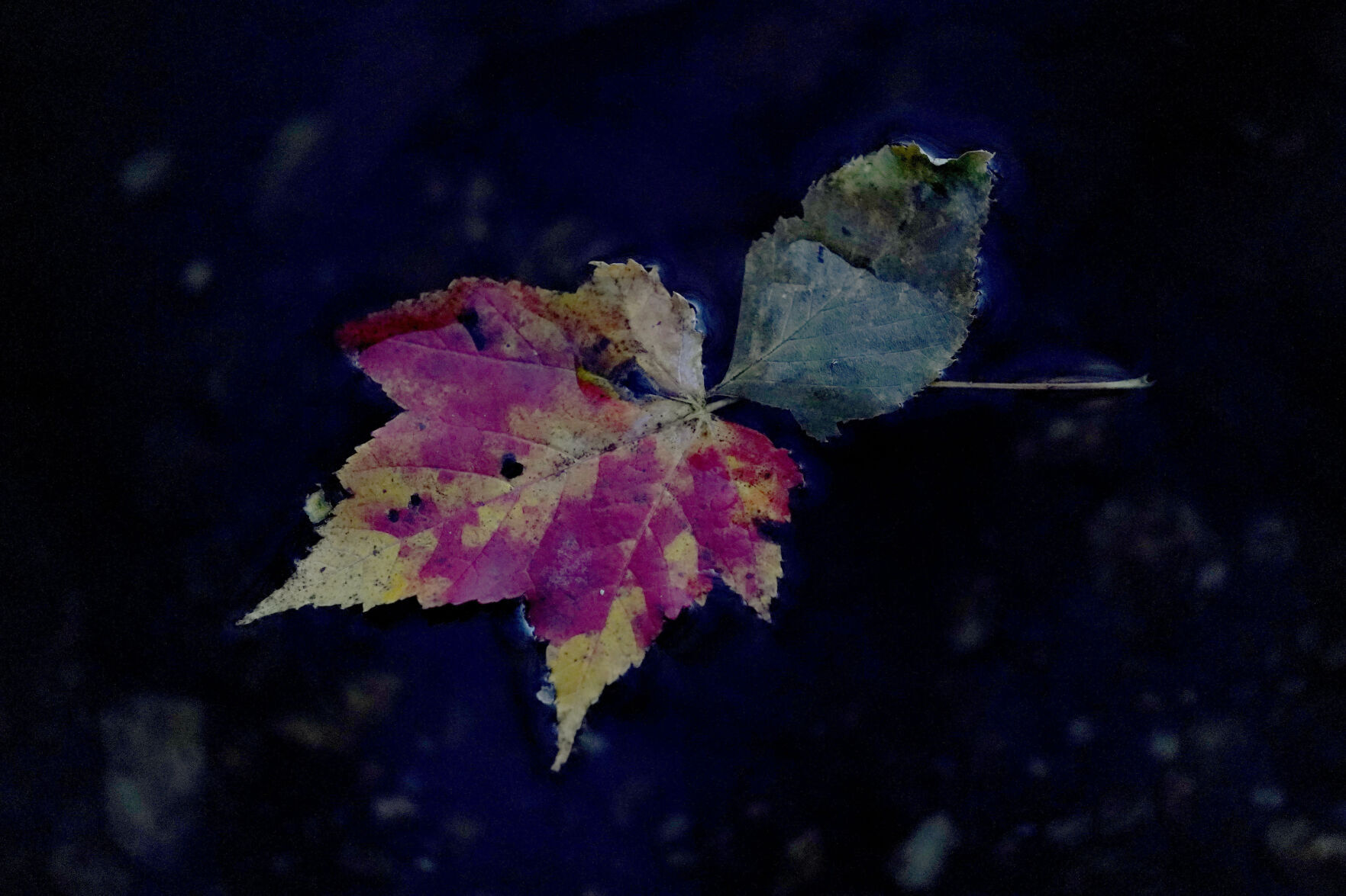 Blue Ridge Parkway Fall Photo Gallery